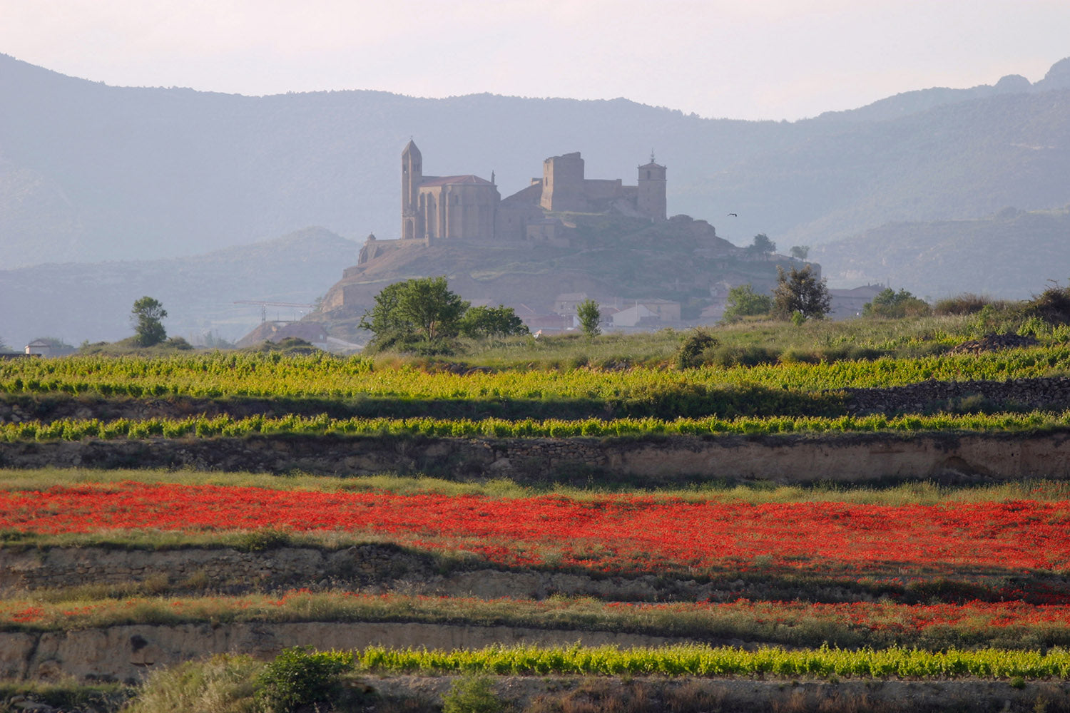 Von Rioja direkt zu Ihnen nach Hause – unser neuer Solar de Mendieta Shop ist da