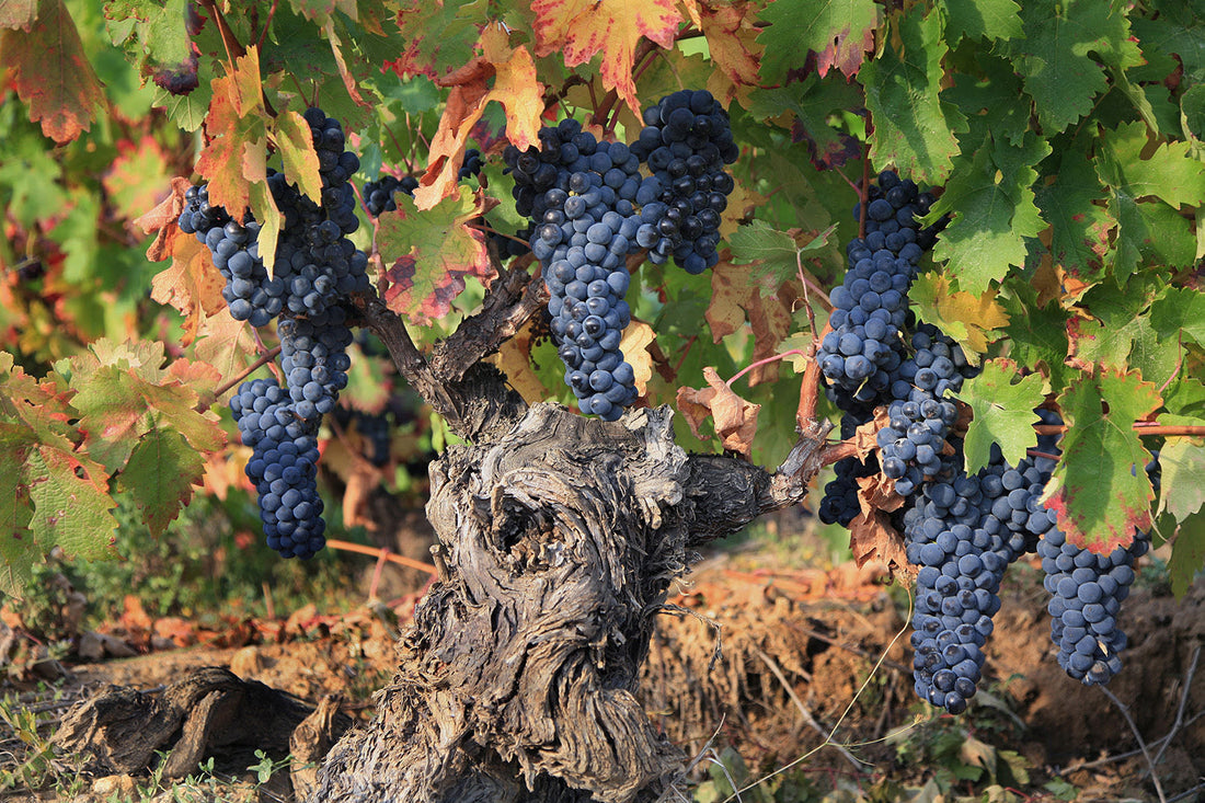 Warum La Rioja und Toro 2026 besonders überzeugende Weine hervorbringen