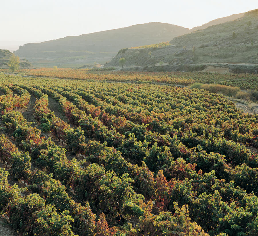 Rioja Weine